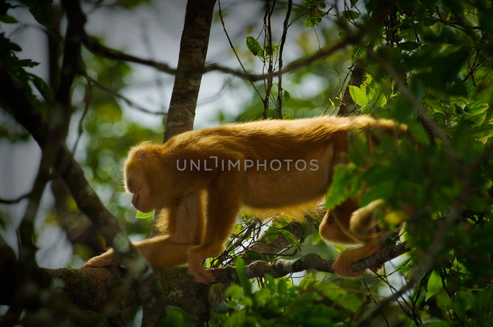 Golden-mantled Howling Monkey (Alouatta palliata palliata)