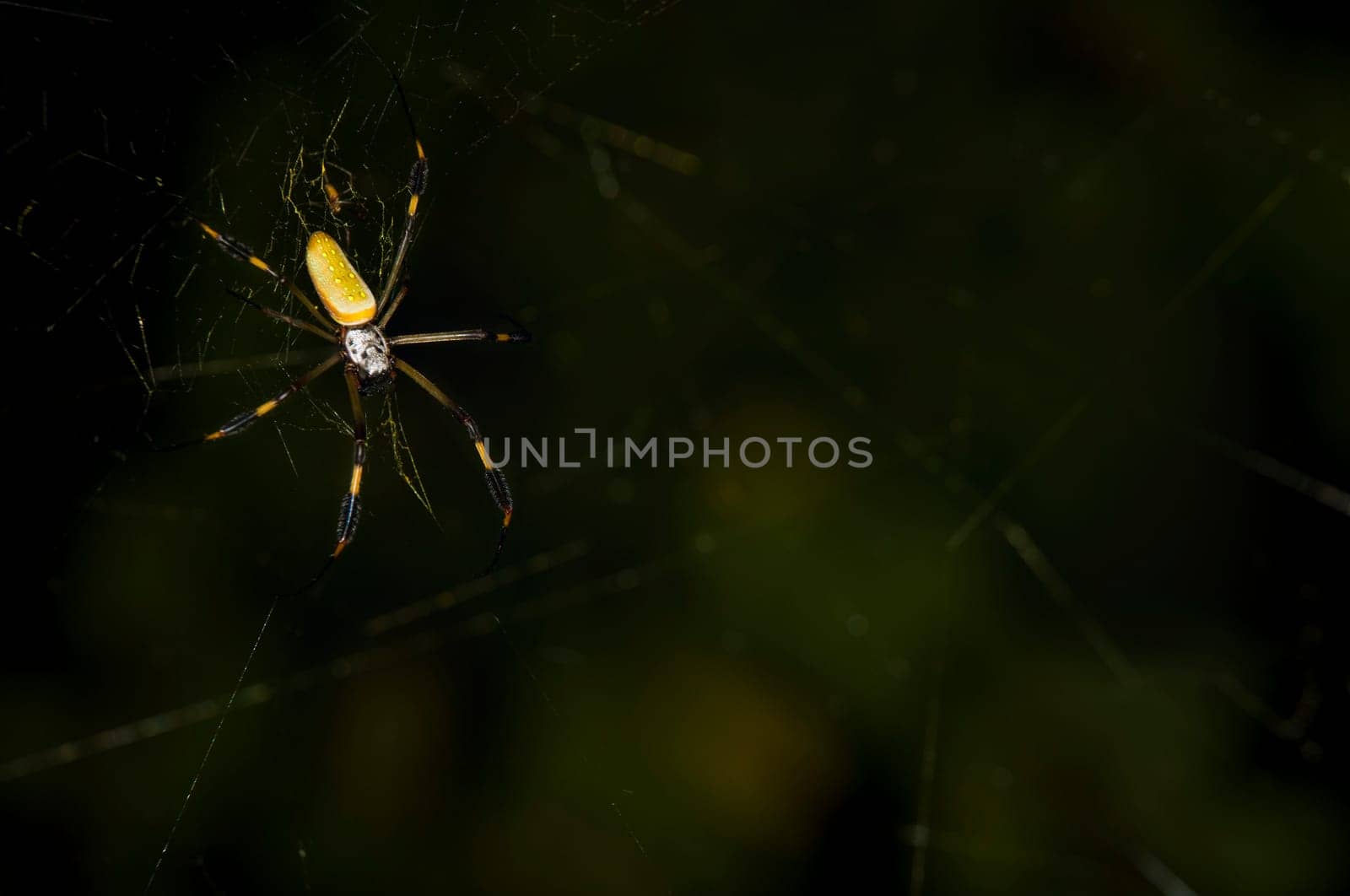 Golden silk spider