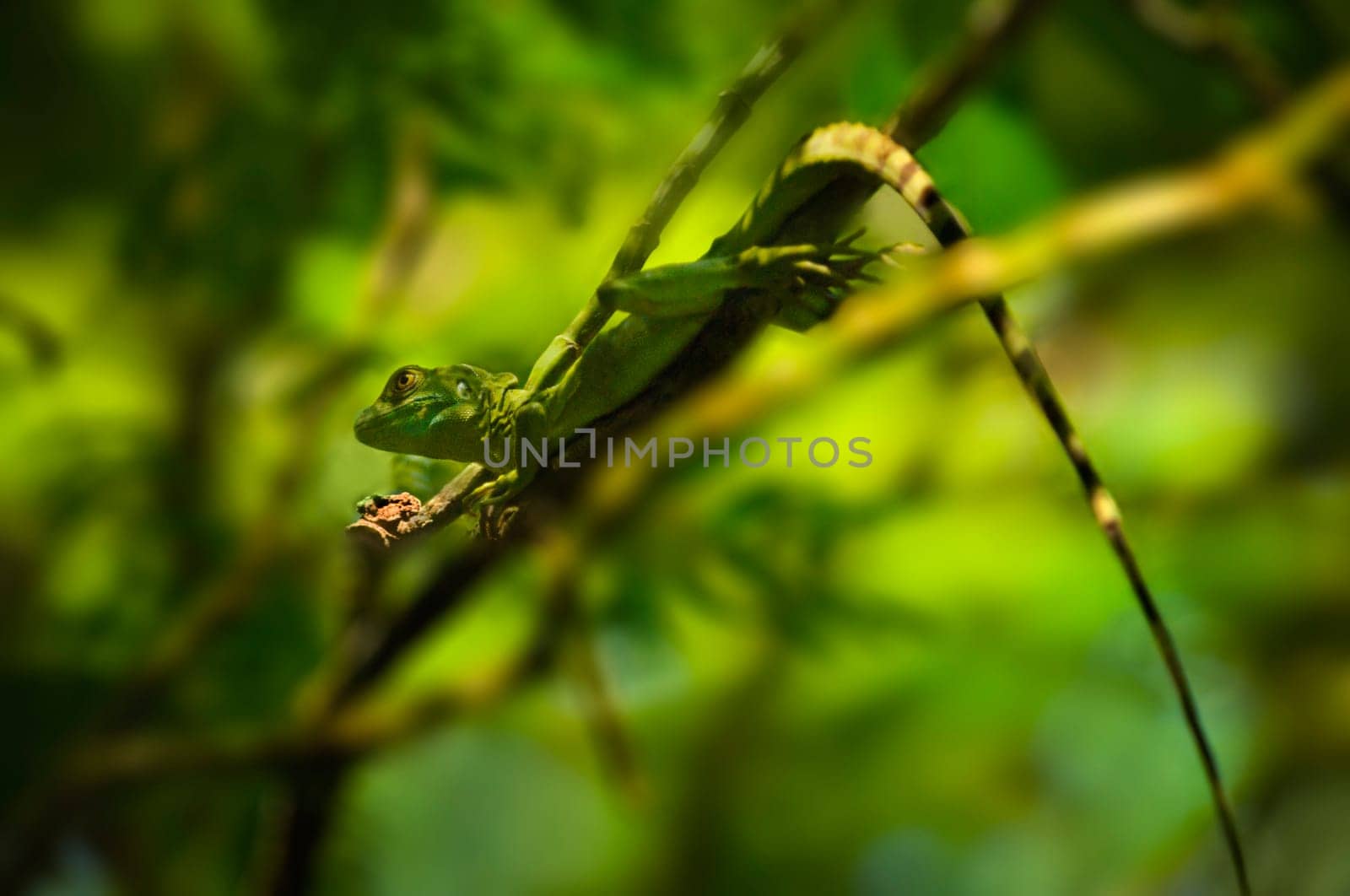 Plumed Basilisk (Basiliscus plumifrons)