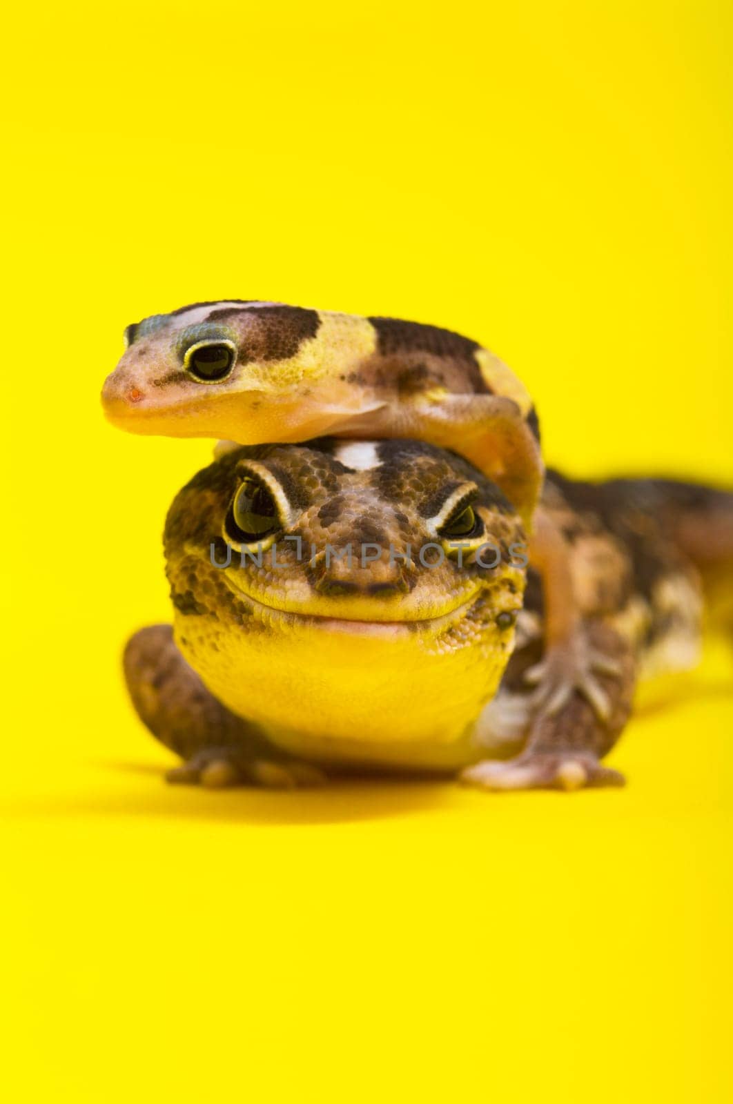 Baby African Fat-tailed Gecko lying on top of its parent
