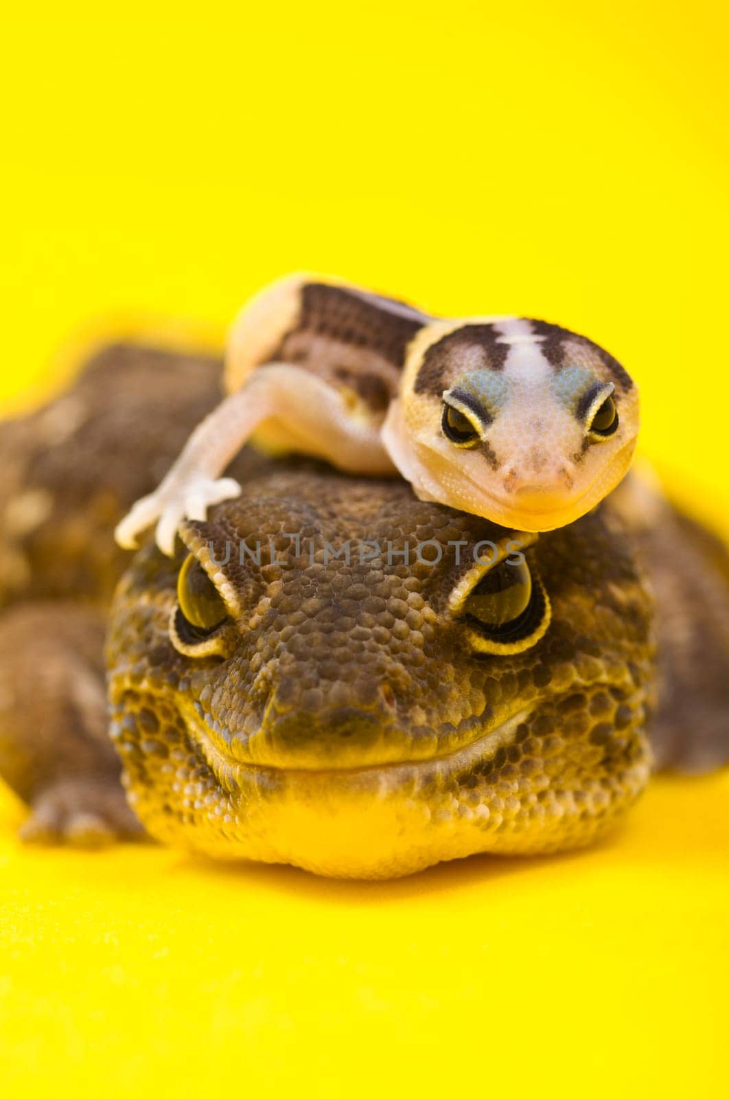 Baby African Fat-tailed Gecko lying on top of its parent