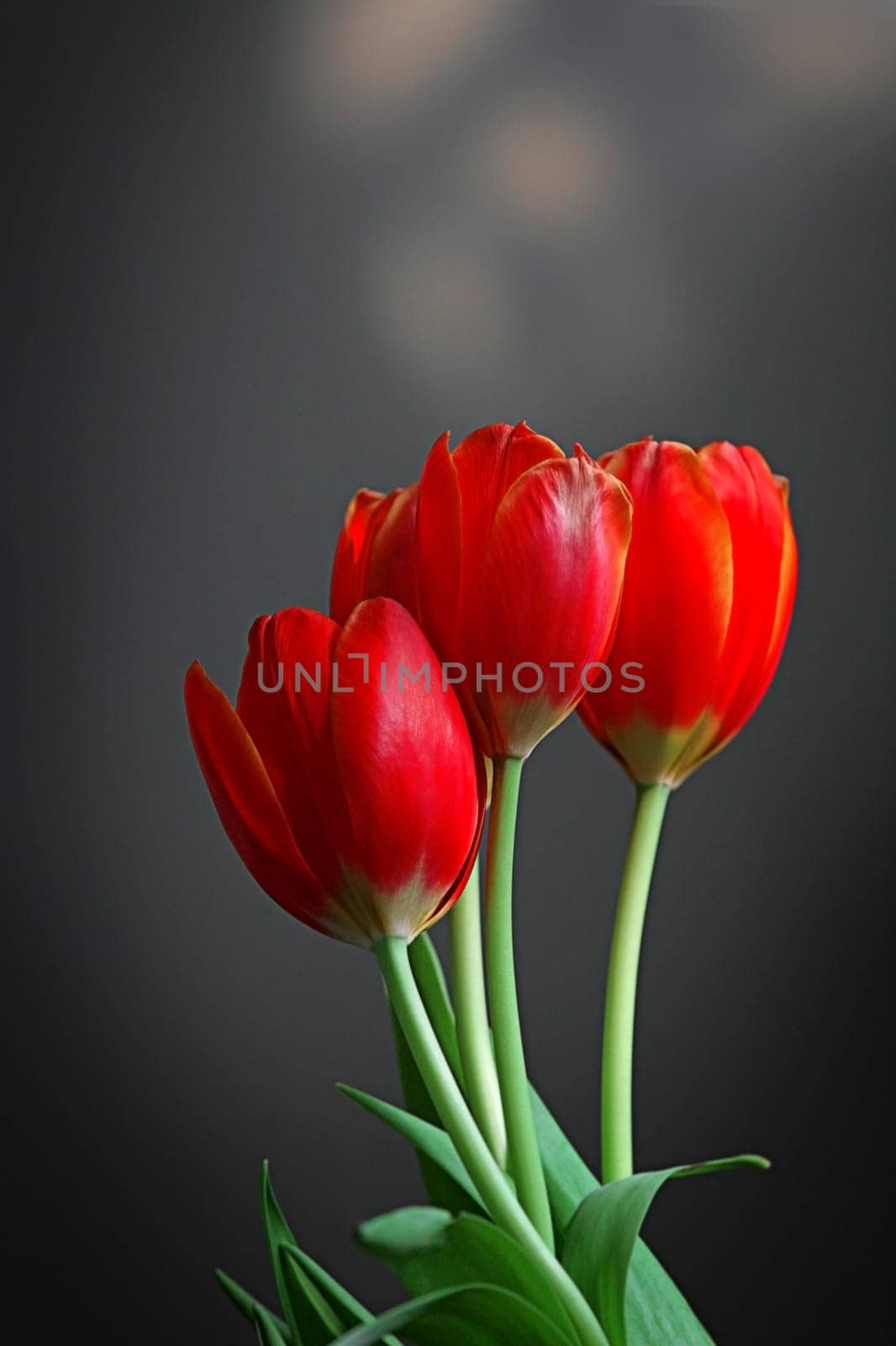 Three red tulips