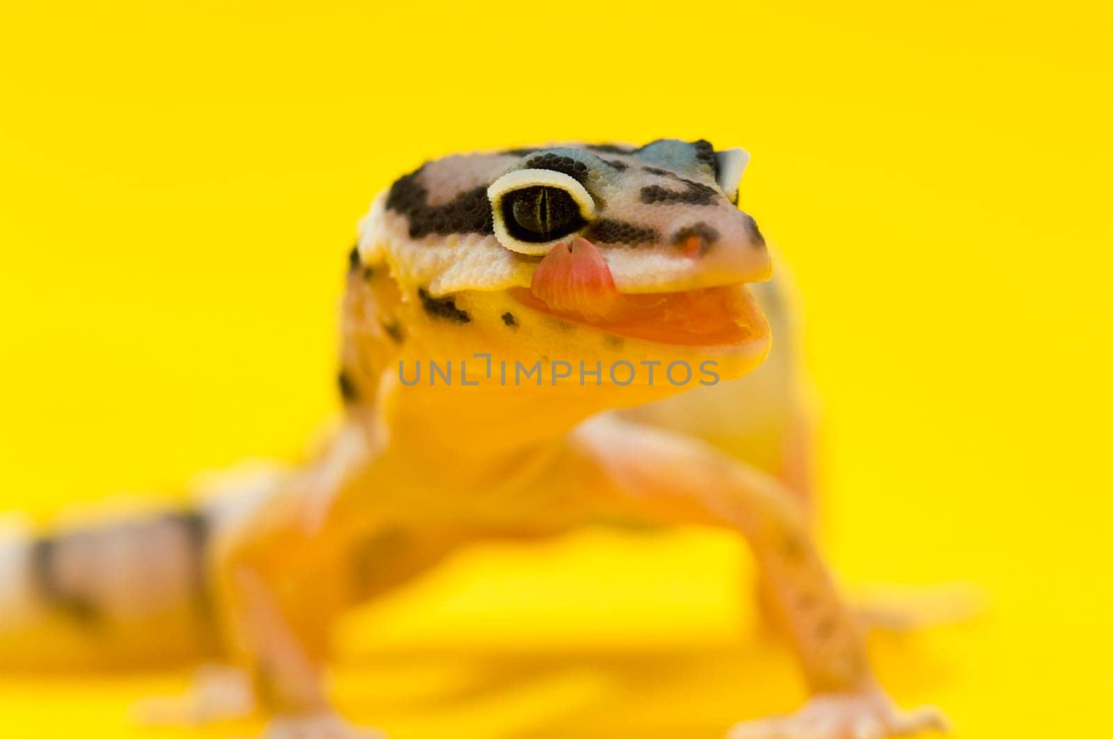 Baby Leopard Gecko licking its lips