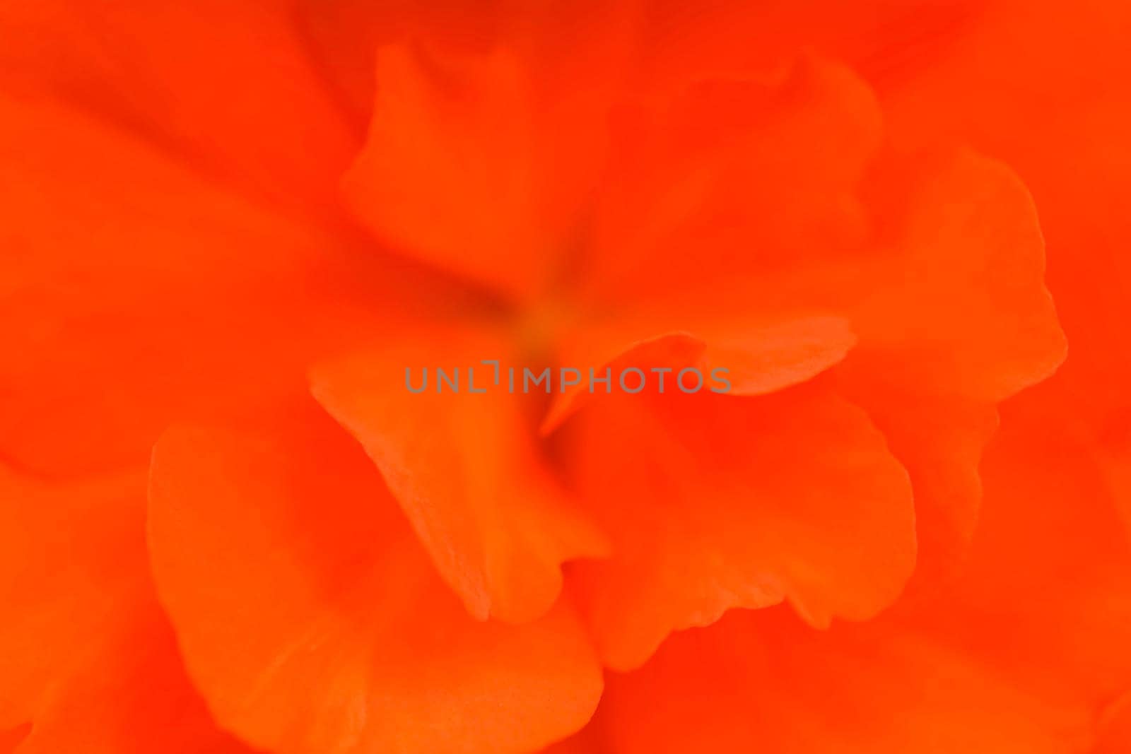 Waterloo, Quebec, Canada Close-up of red begonia