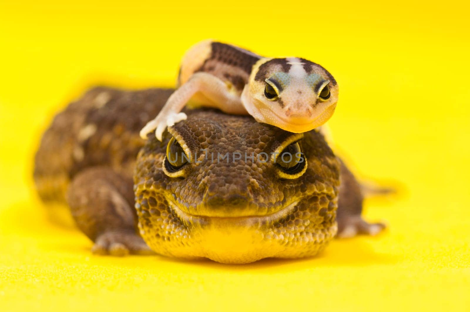 Baby African Fat-tailed Gecko lying on top of its parent