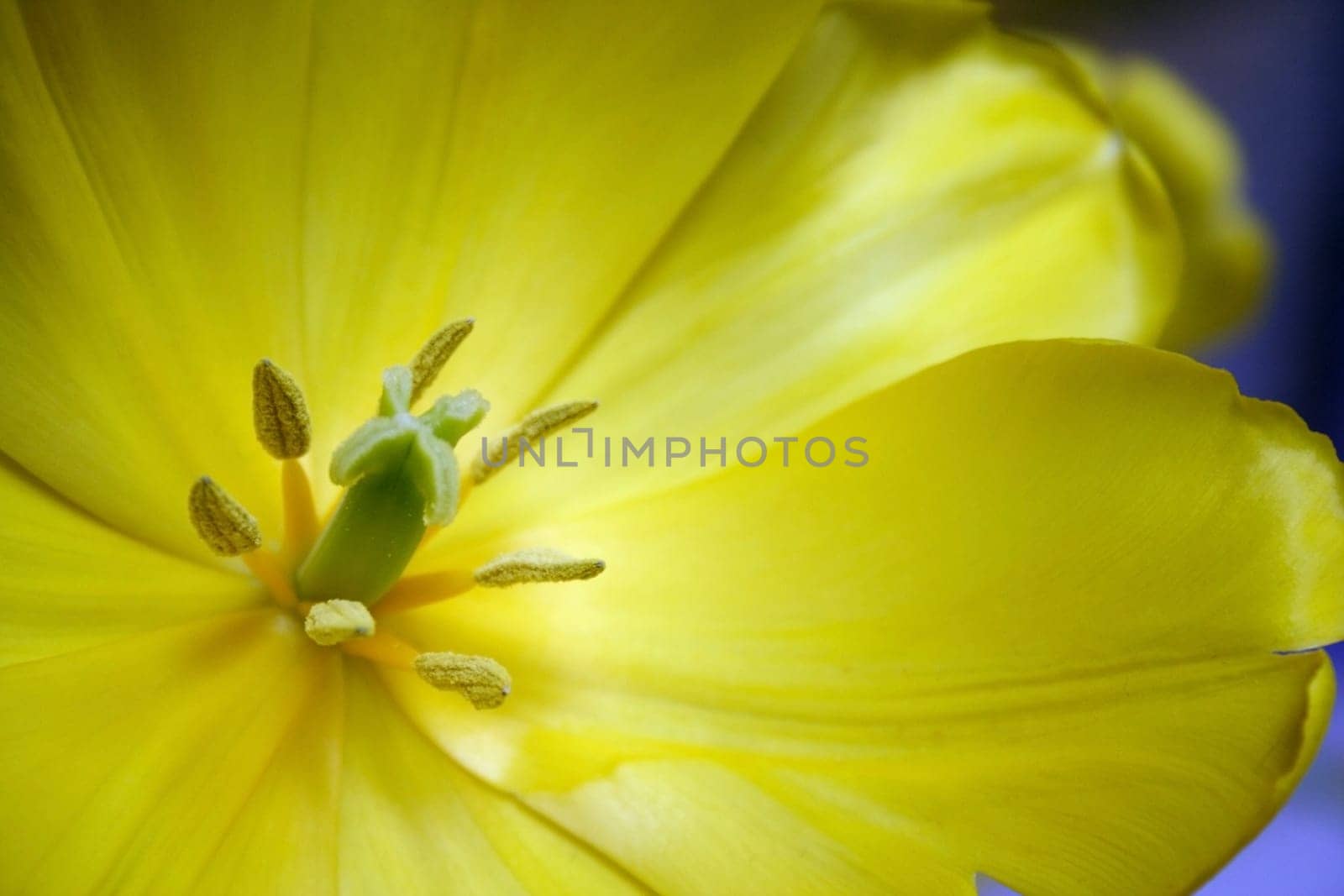 Center of a yellow tulip