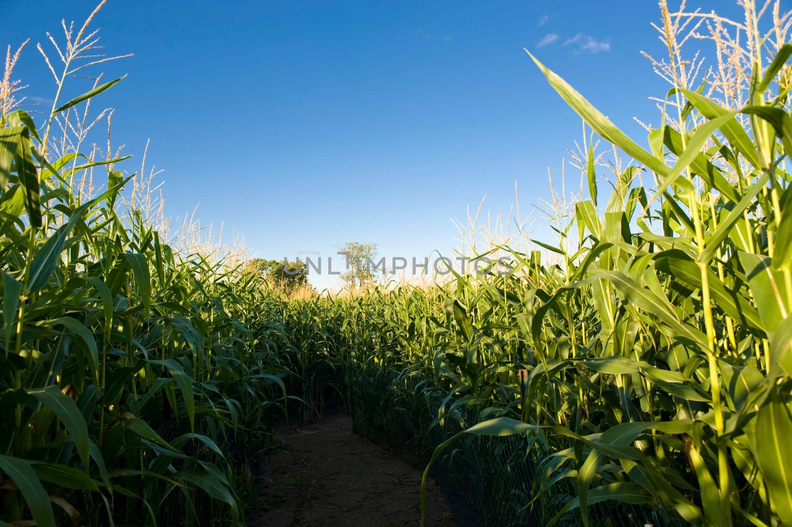 Corn field, Muskoka, Ontario, Canada