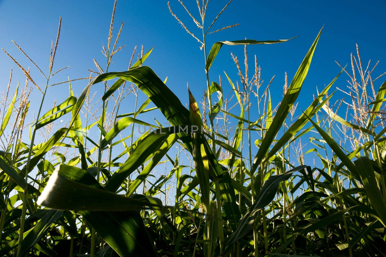 Corn field