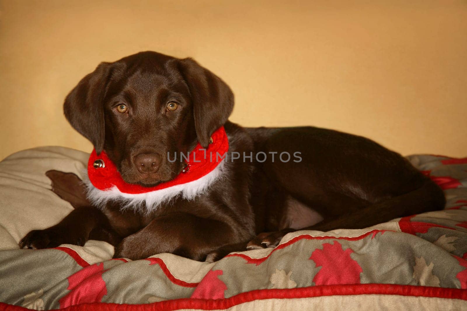 Dog with Christmas collar