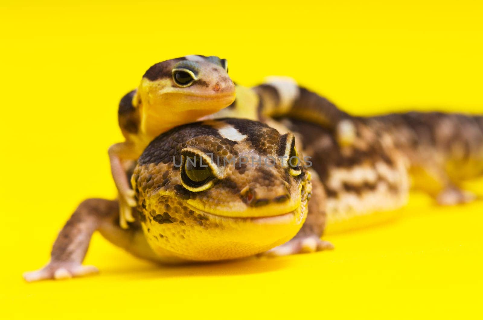 Baby African Fat-tailed Gecko lying on top of its parent