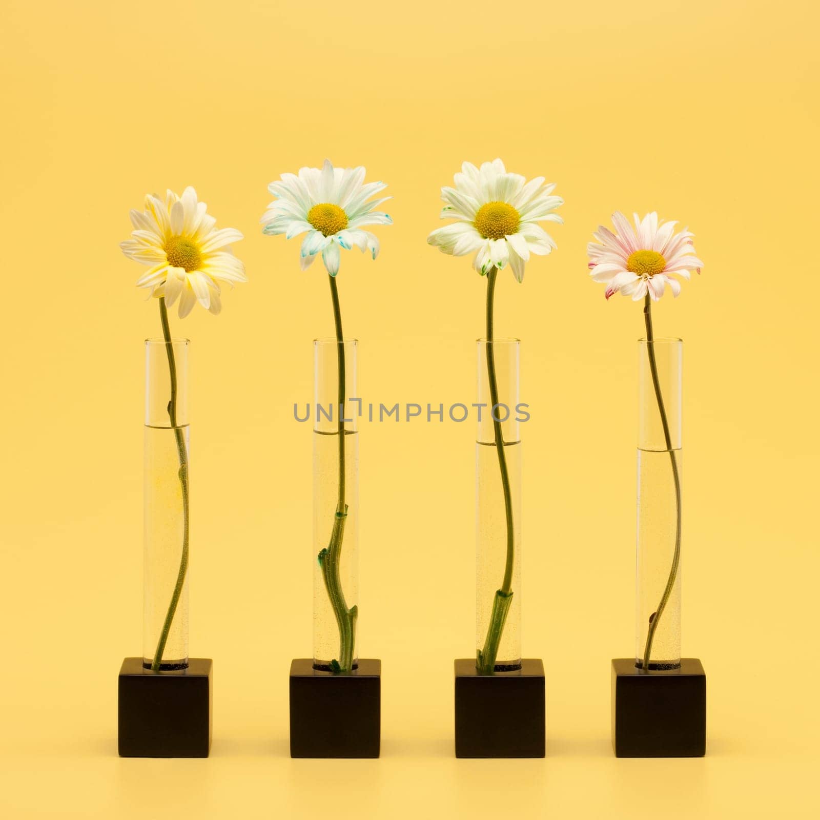 Four flowers