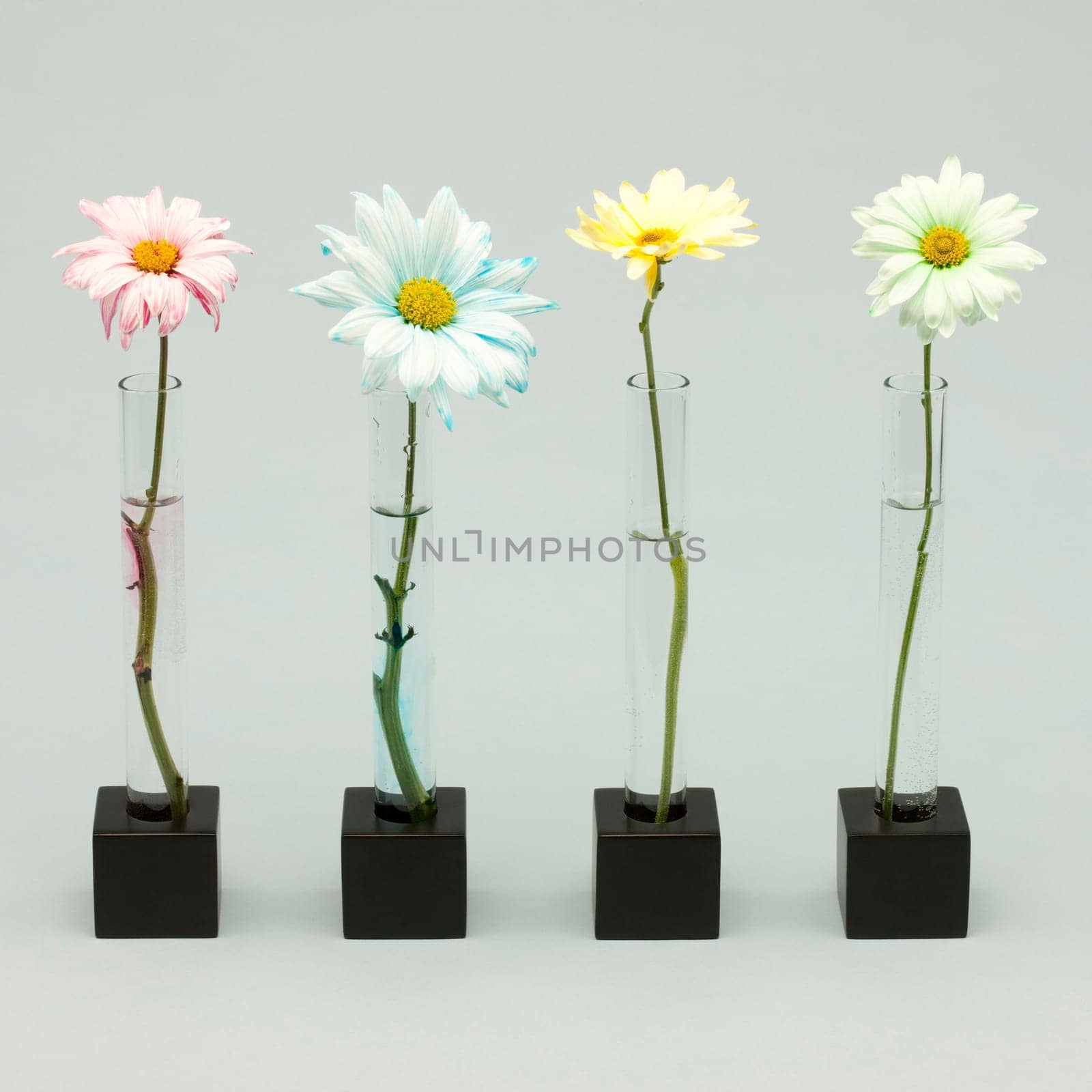 Four flowers