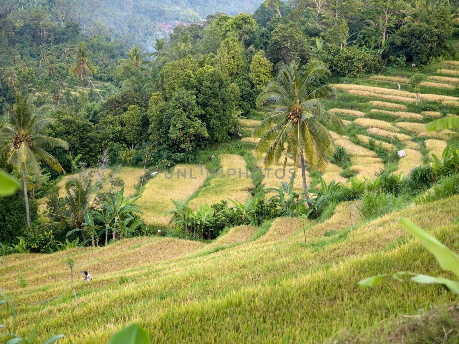 Bali, Indonesia Rice fields