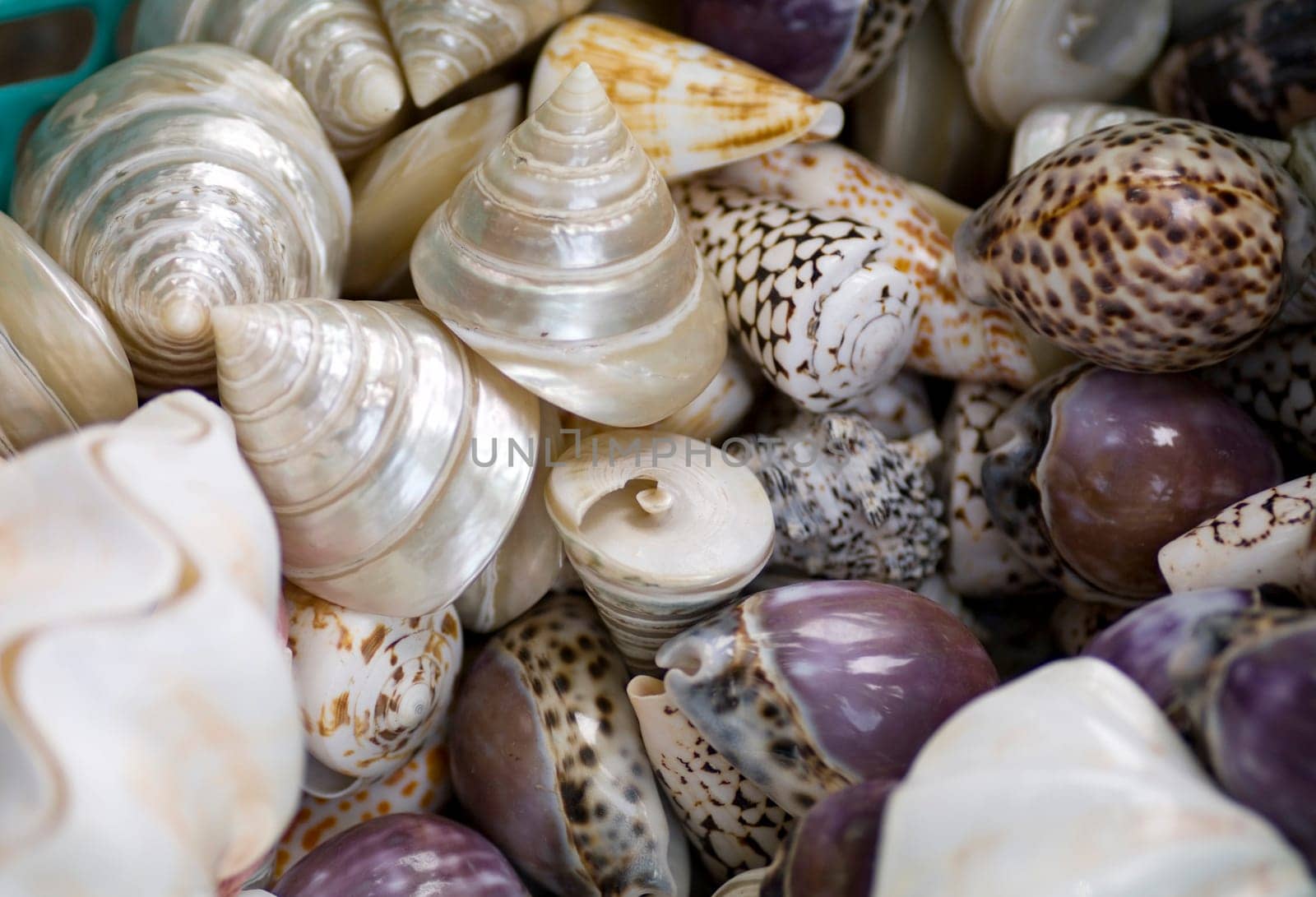 Shells
