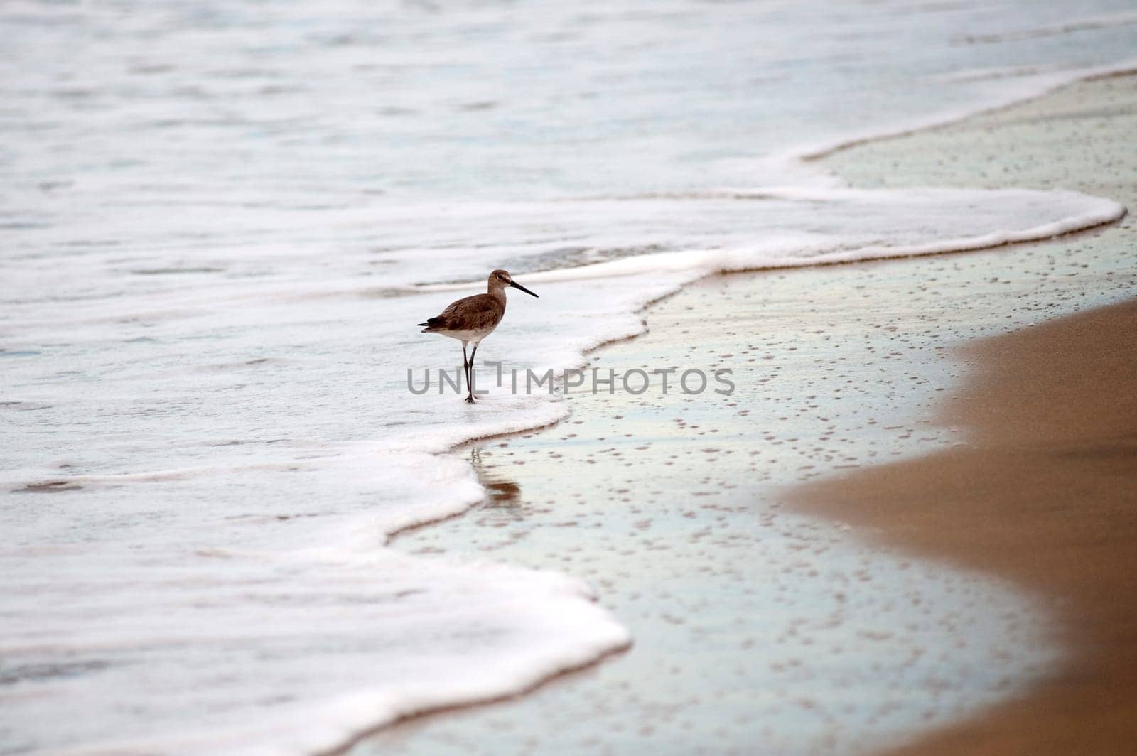 Puerto Vallarta, Mexico Bird on the beach