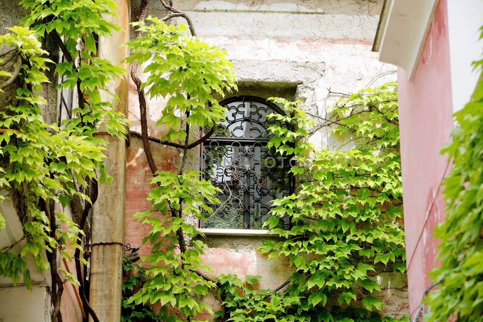 Ravello, Italy Wall with ivy