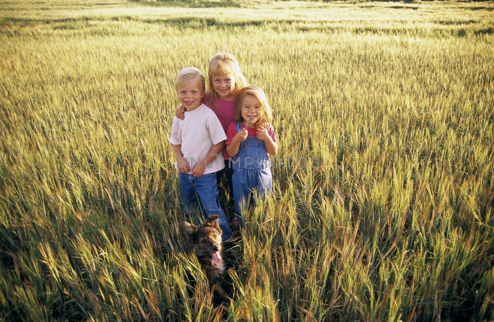 Three children standing in a field of wheat