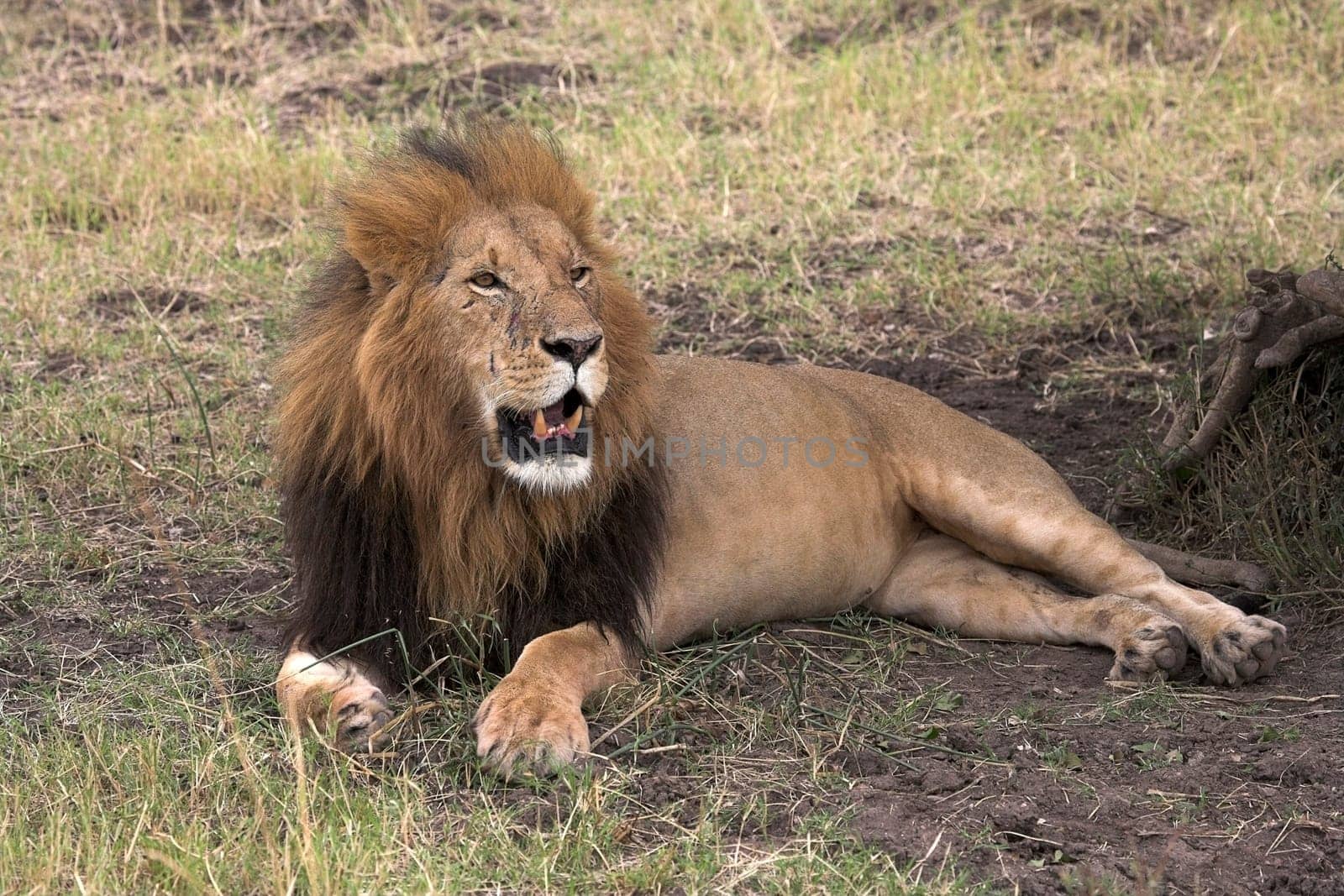 Lion Resting, Masai Mara, Kenya Lion laying on grass in the shade