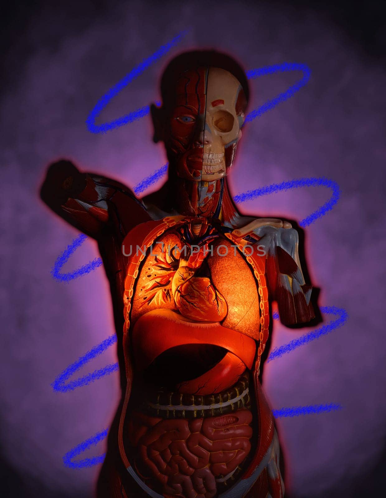Cutaway view of chest cavity