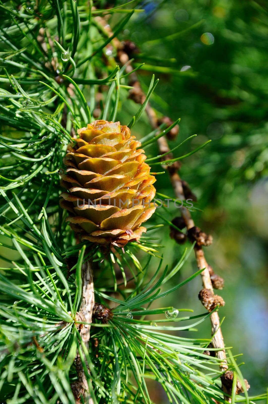 Pine cones - cones