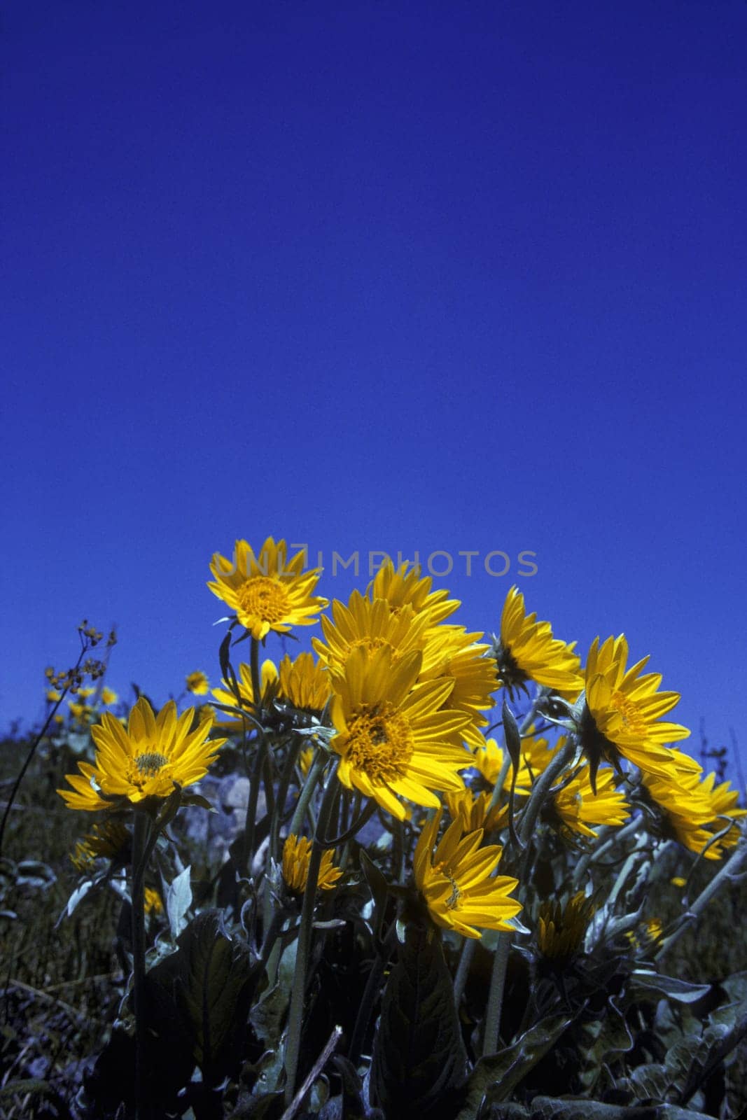Yellow flowers from bug's eye view