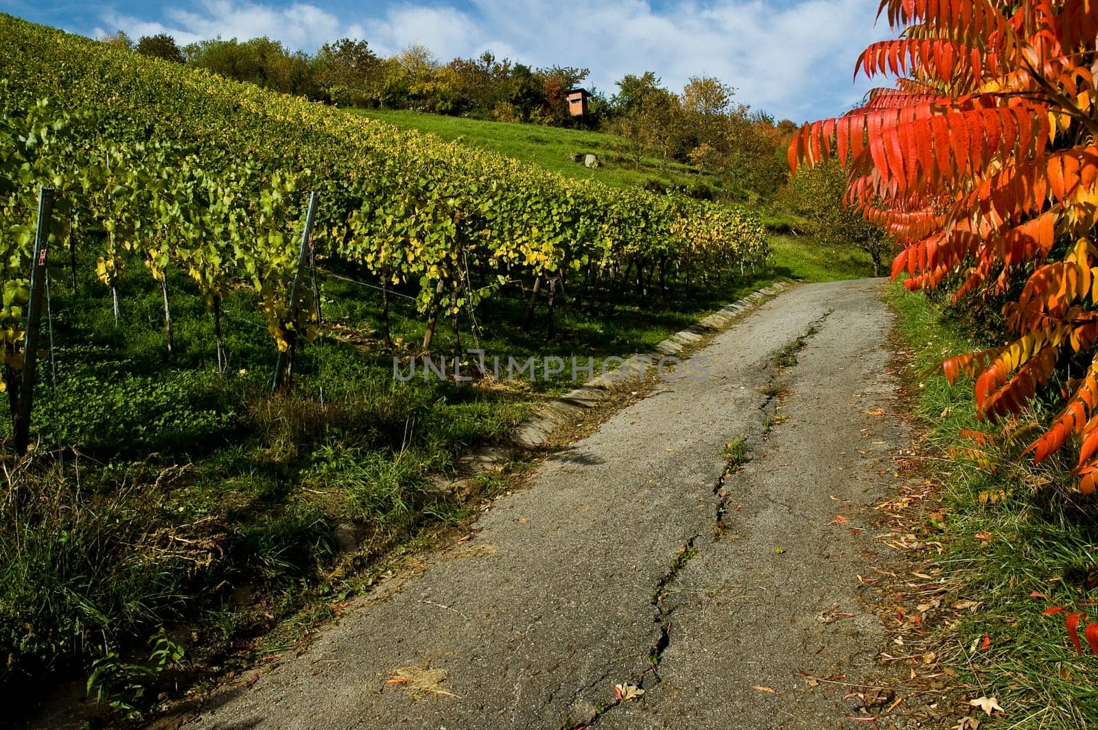 Dirt road in the vineyard in autumn