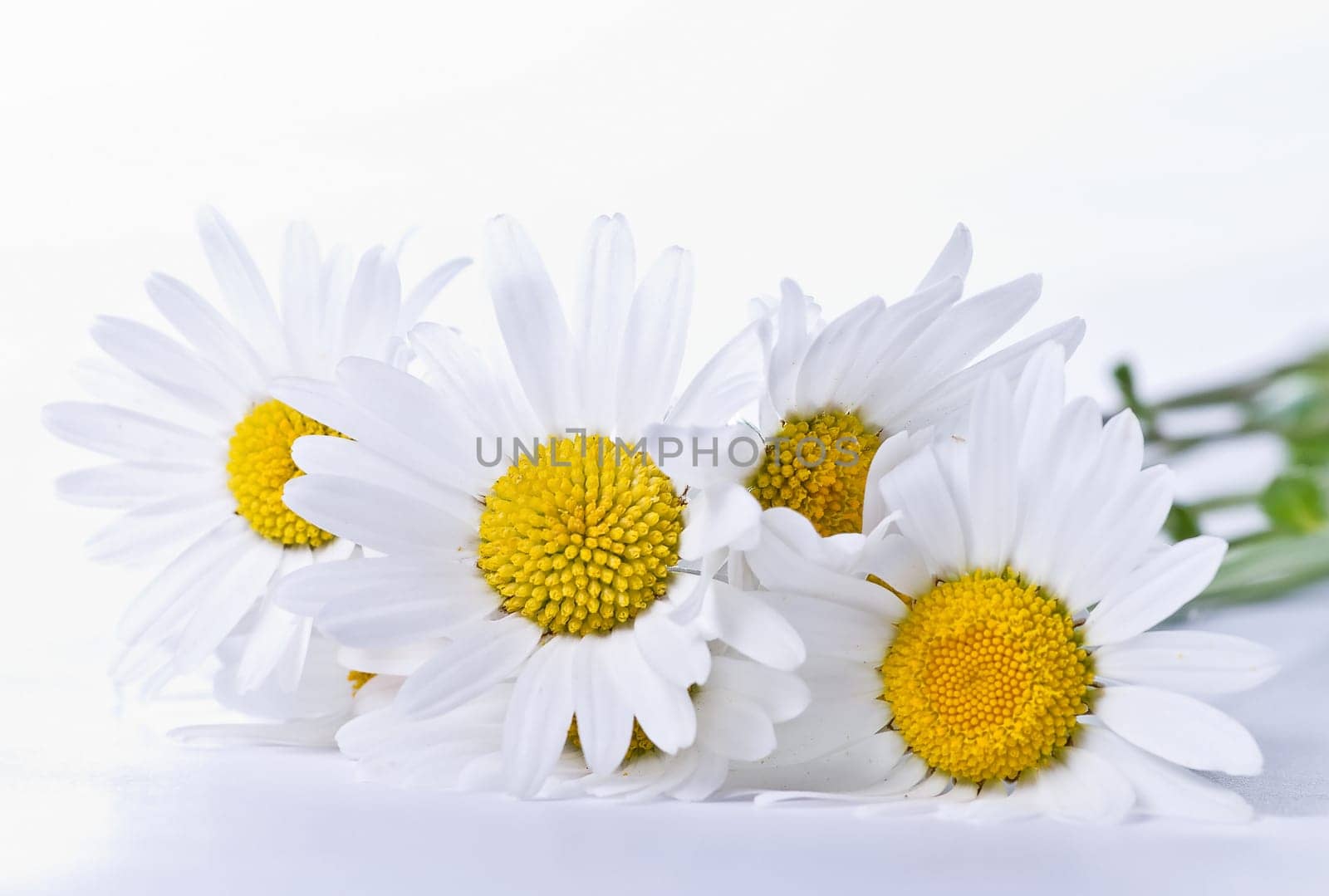 Daisies