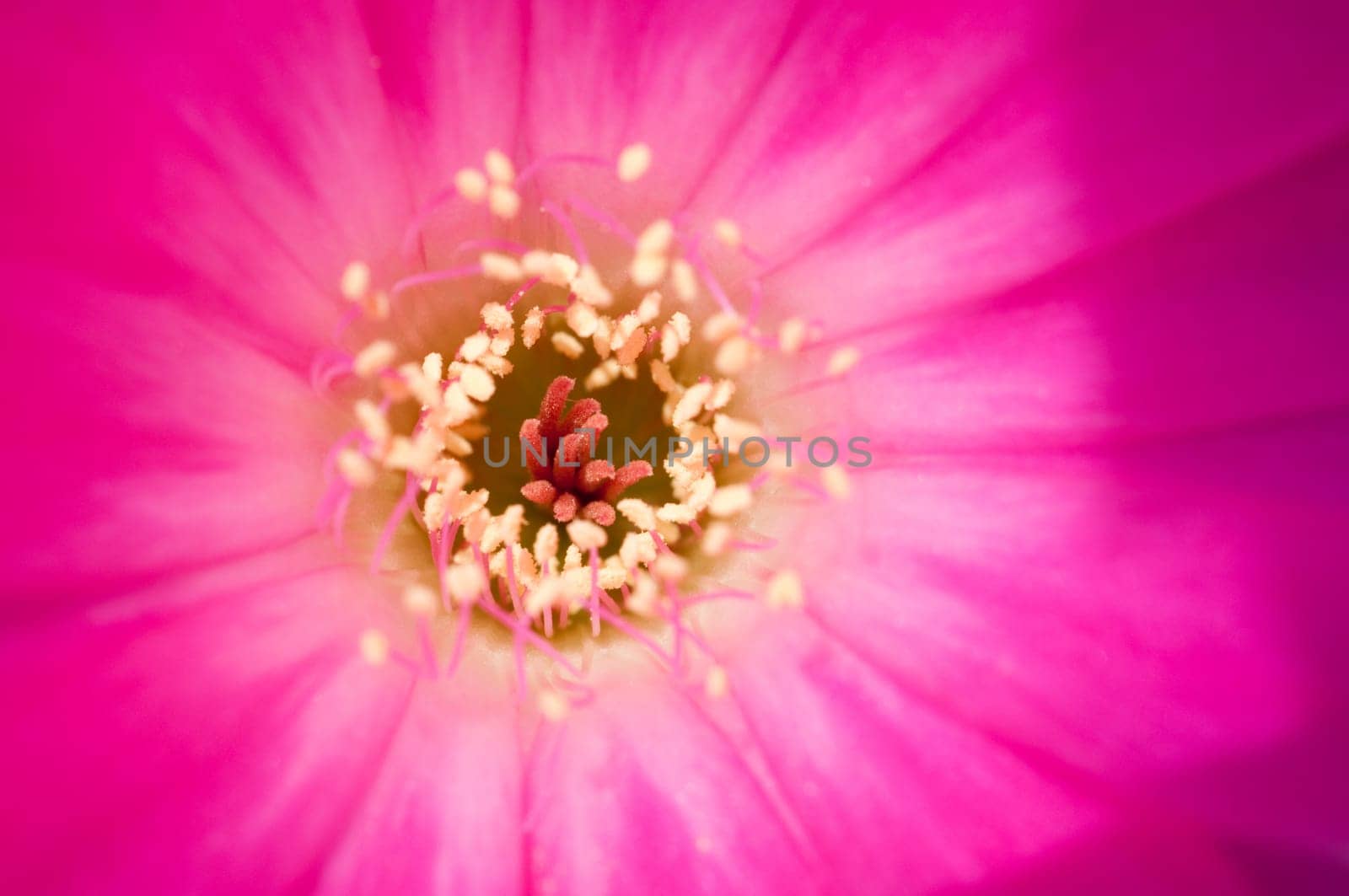 Magenta Cactus Flower (Flower)