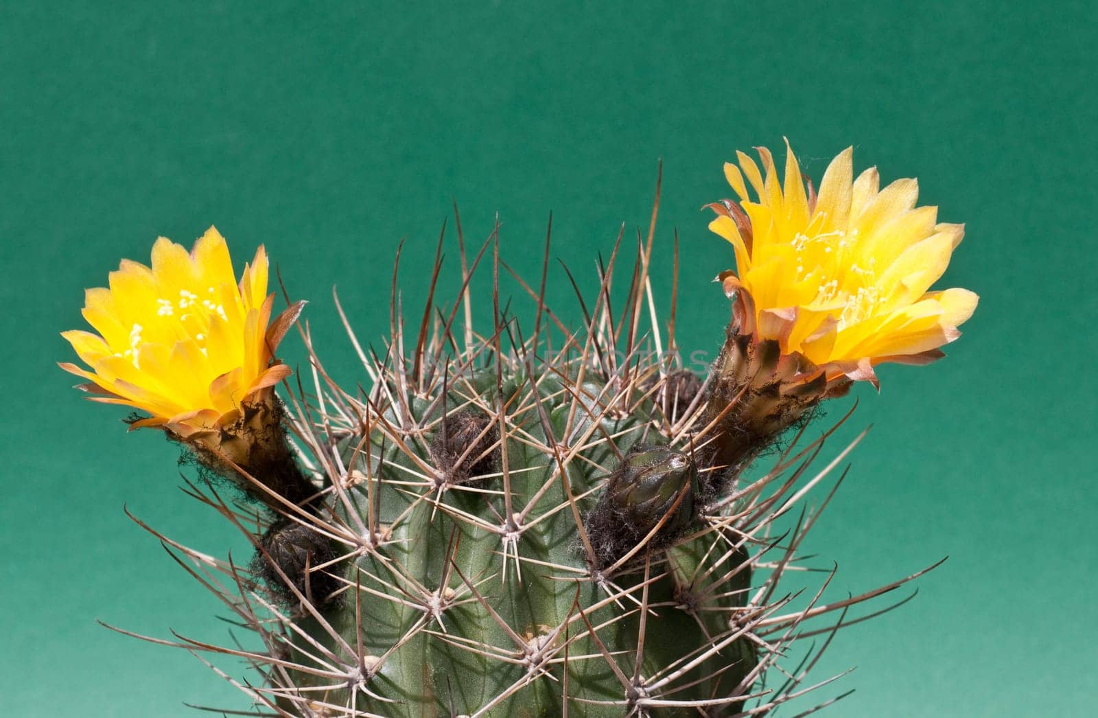 yellow cactus flower (Echinopsis ferox)