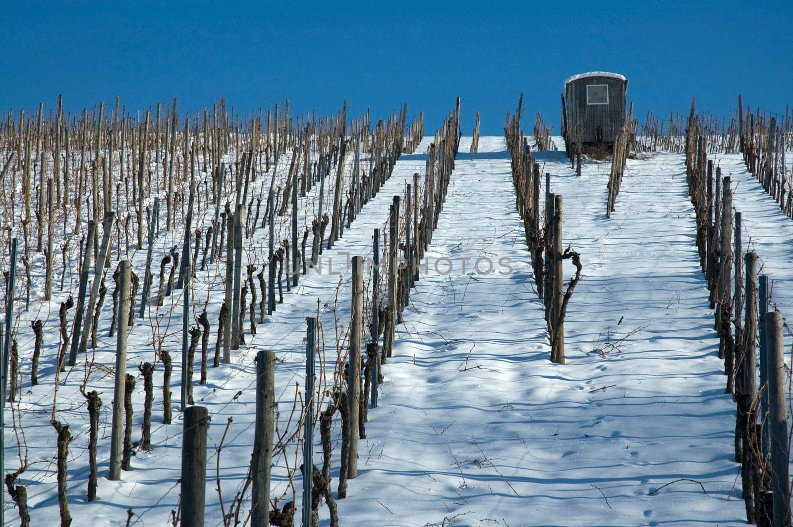Cabin in the vineyard in winter
