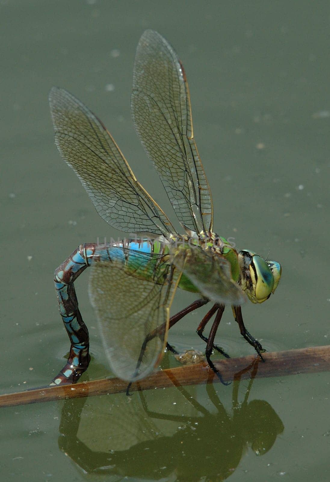 King dragonfly (dragonfly) laying eggs