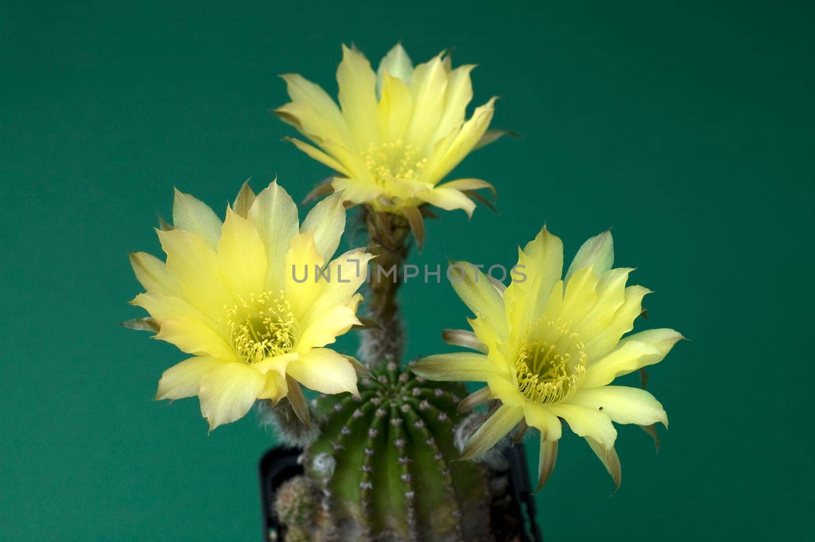 yellow flowering cactus
