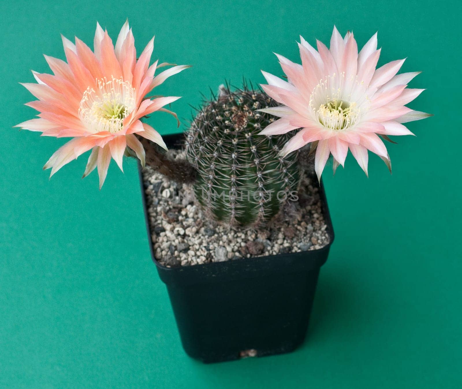 salmon-coloured flowering cactus