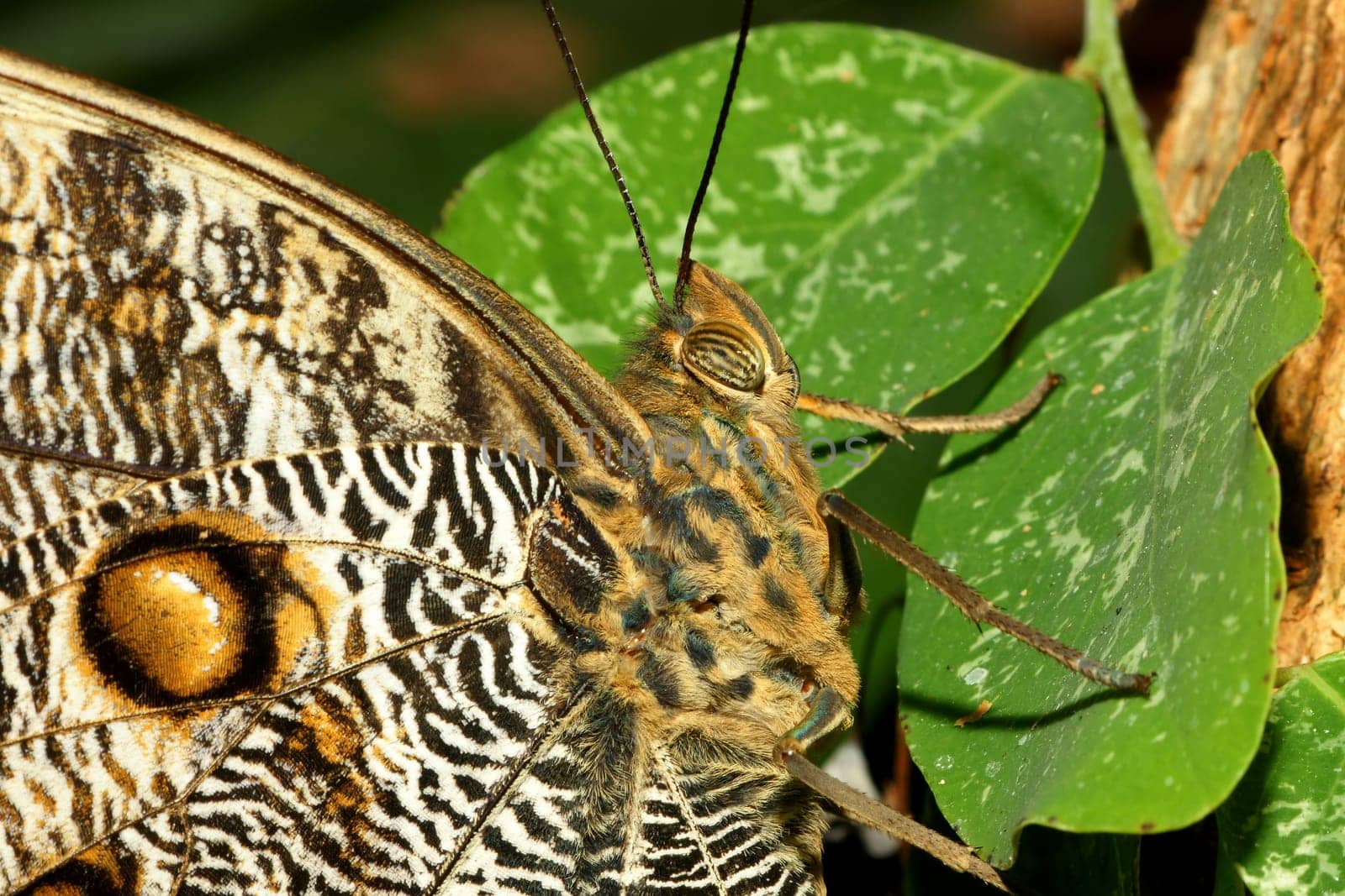 Bust portrait of a banana butterfly
