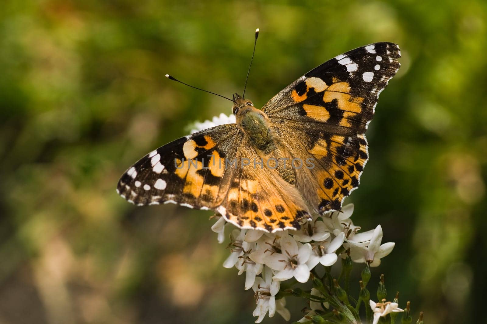 Butterfly painted lady on gooseneck loosestrife