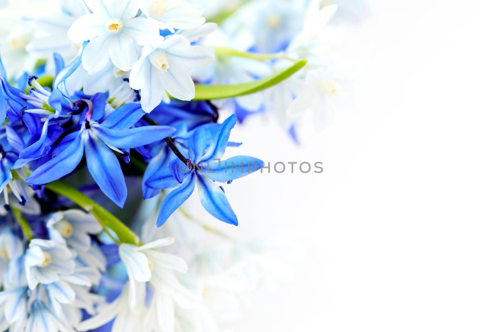 Spring flowers background