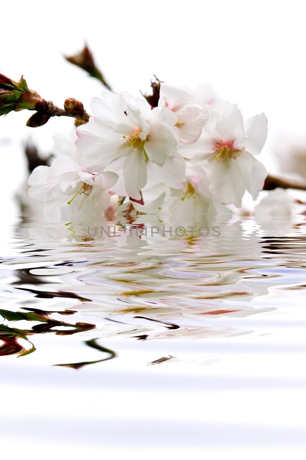Cherry blossom in water