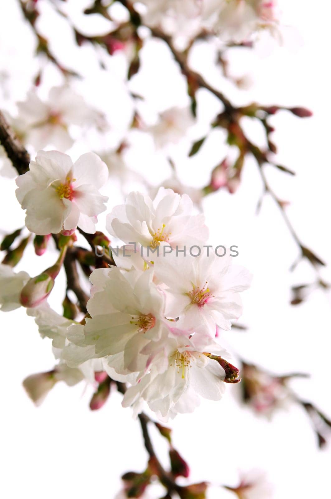 Oriental cherry blossom