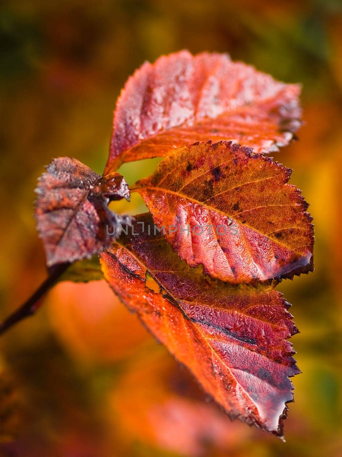 Branch with red leaves and dew in fall
