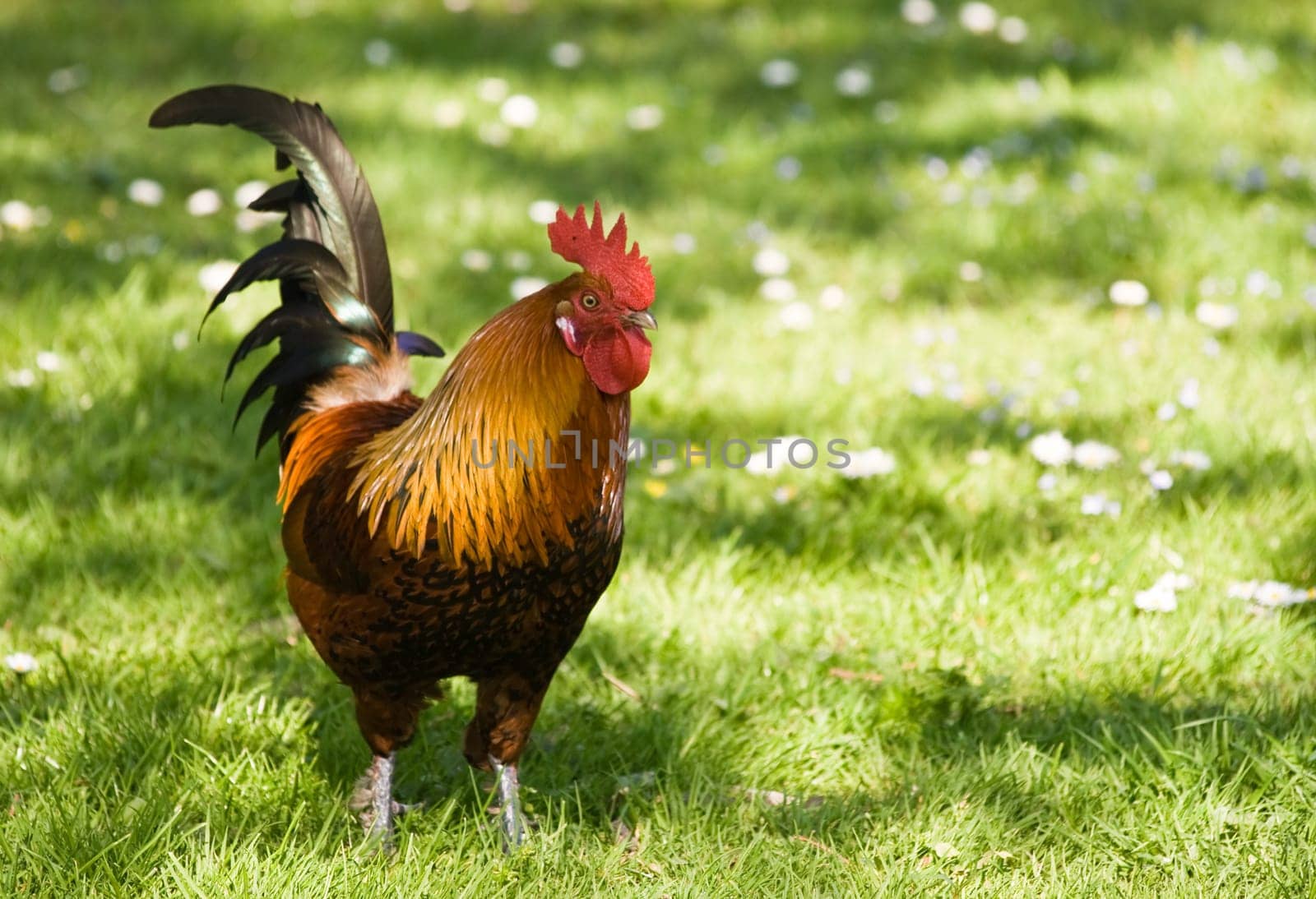 Cock standing in the grass
