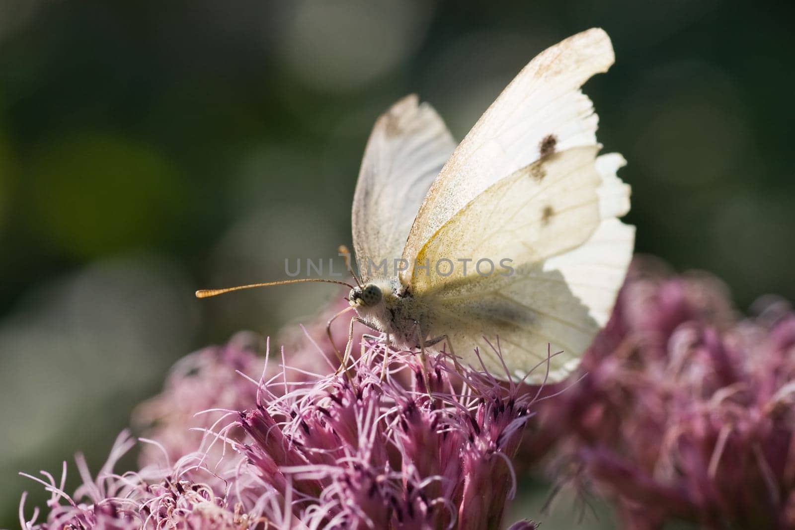 Small white drinking nectar