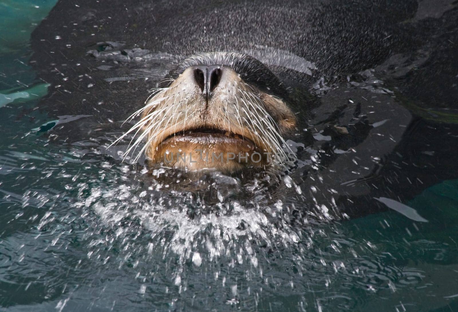 Sea lion bull leader splashing water