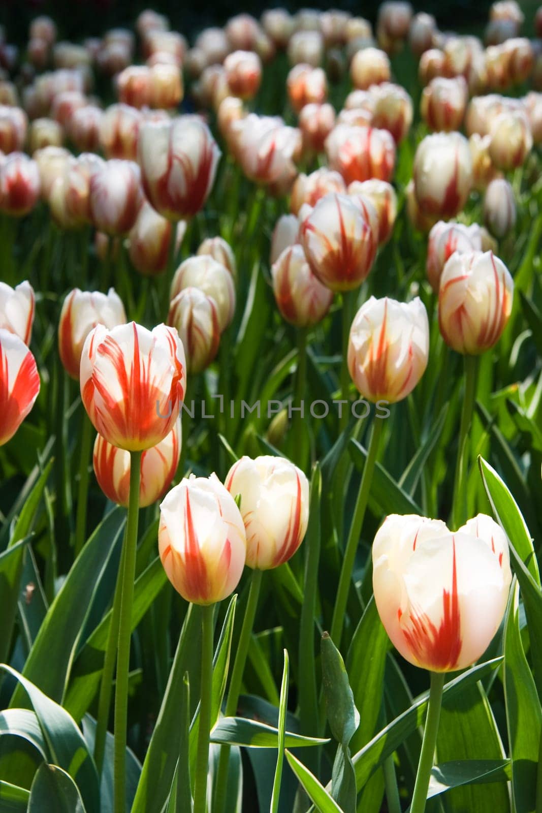 Red and white tulips on sunny day in spring
