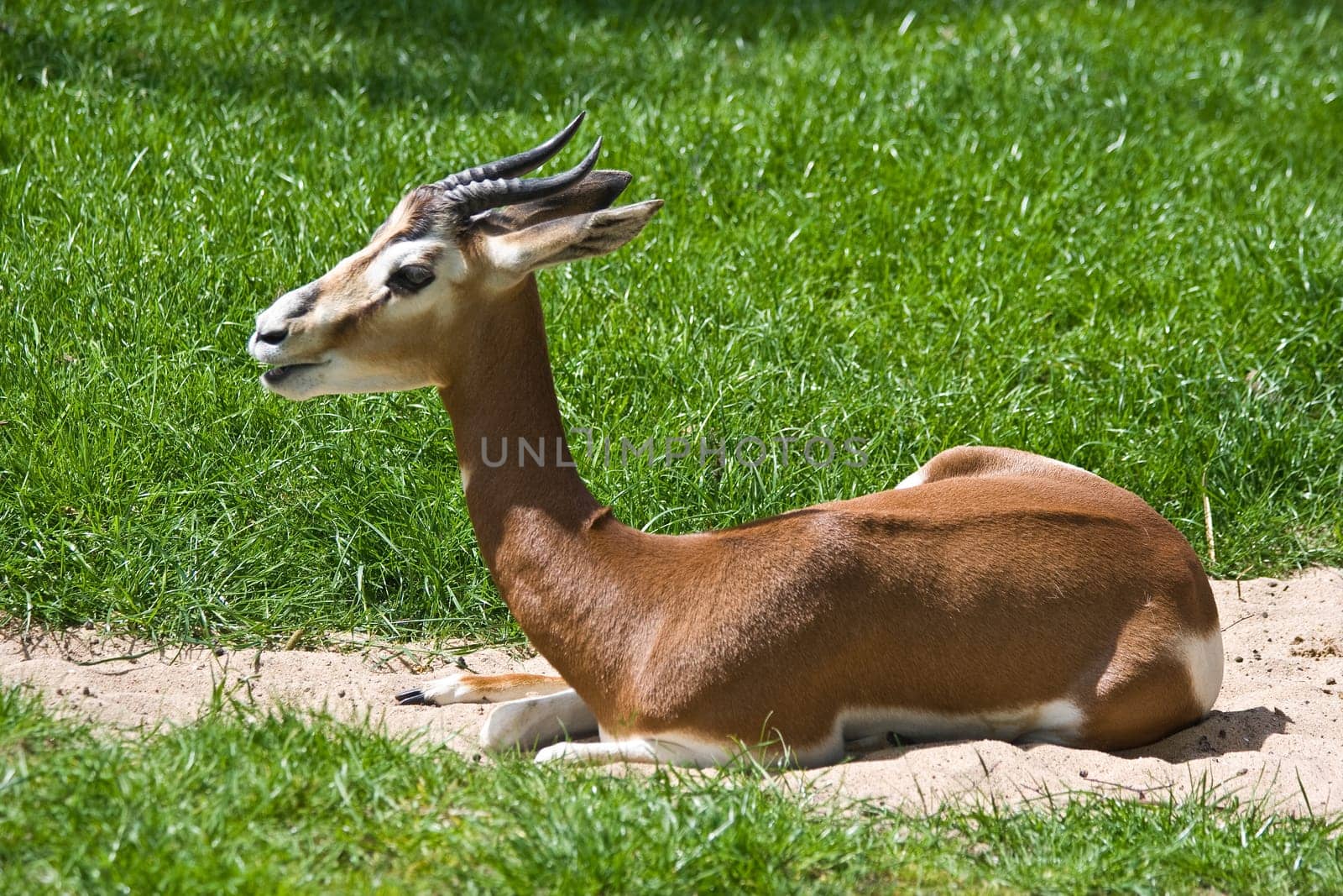 Mhorr Gazelle resting on sand