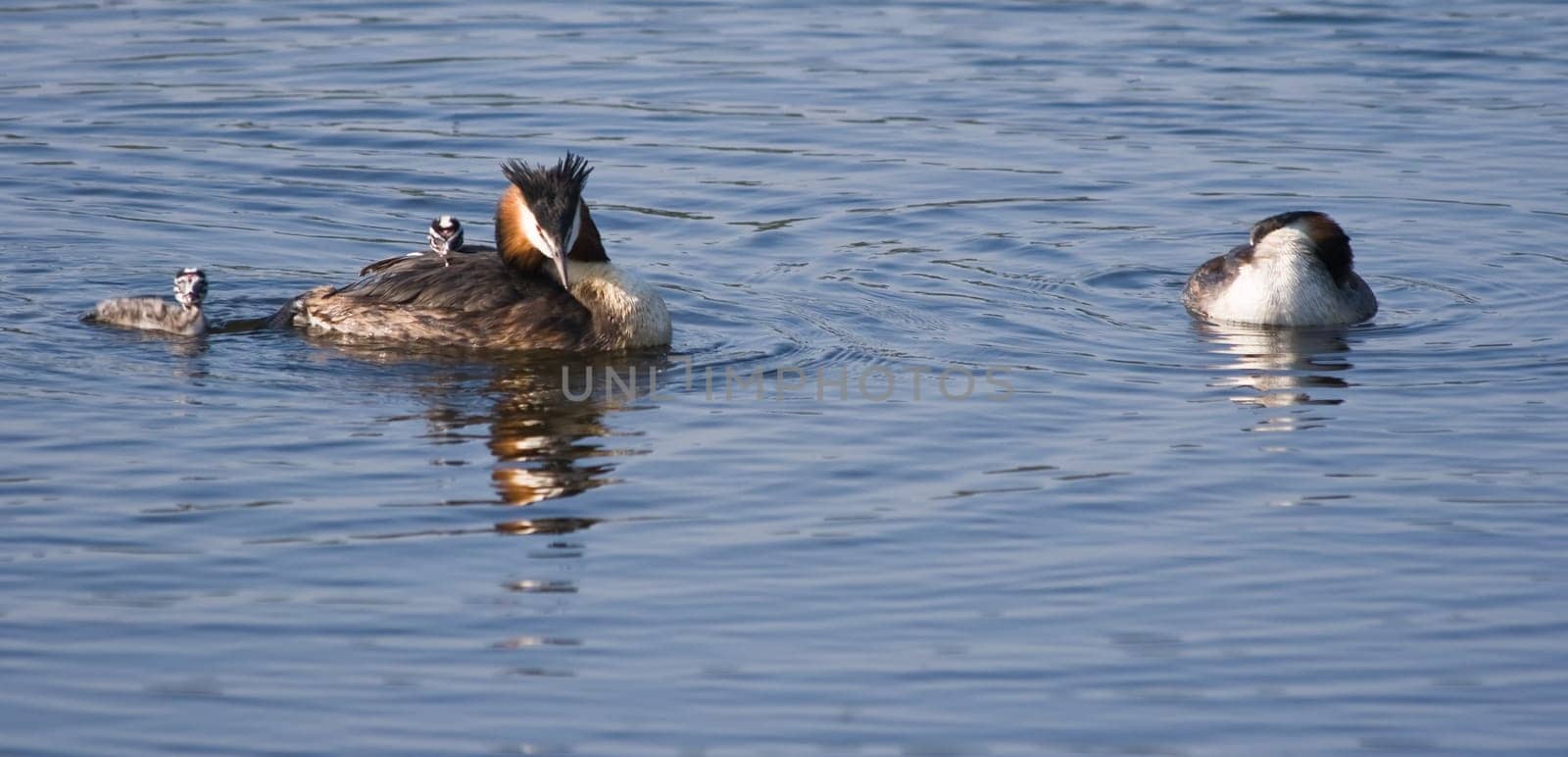 Great Crested Grebe family