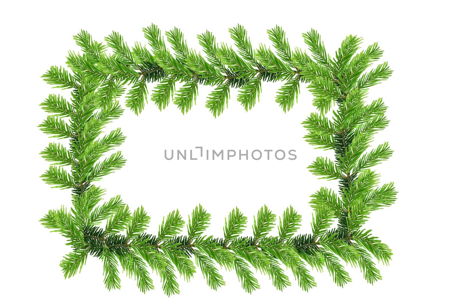 Fir branches