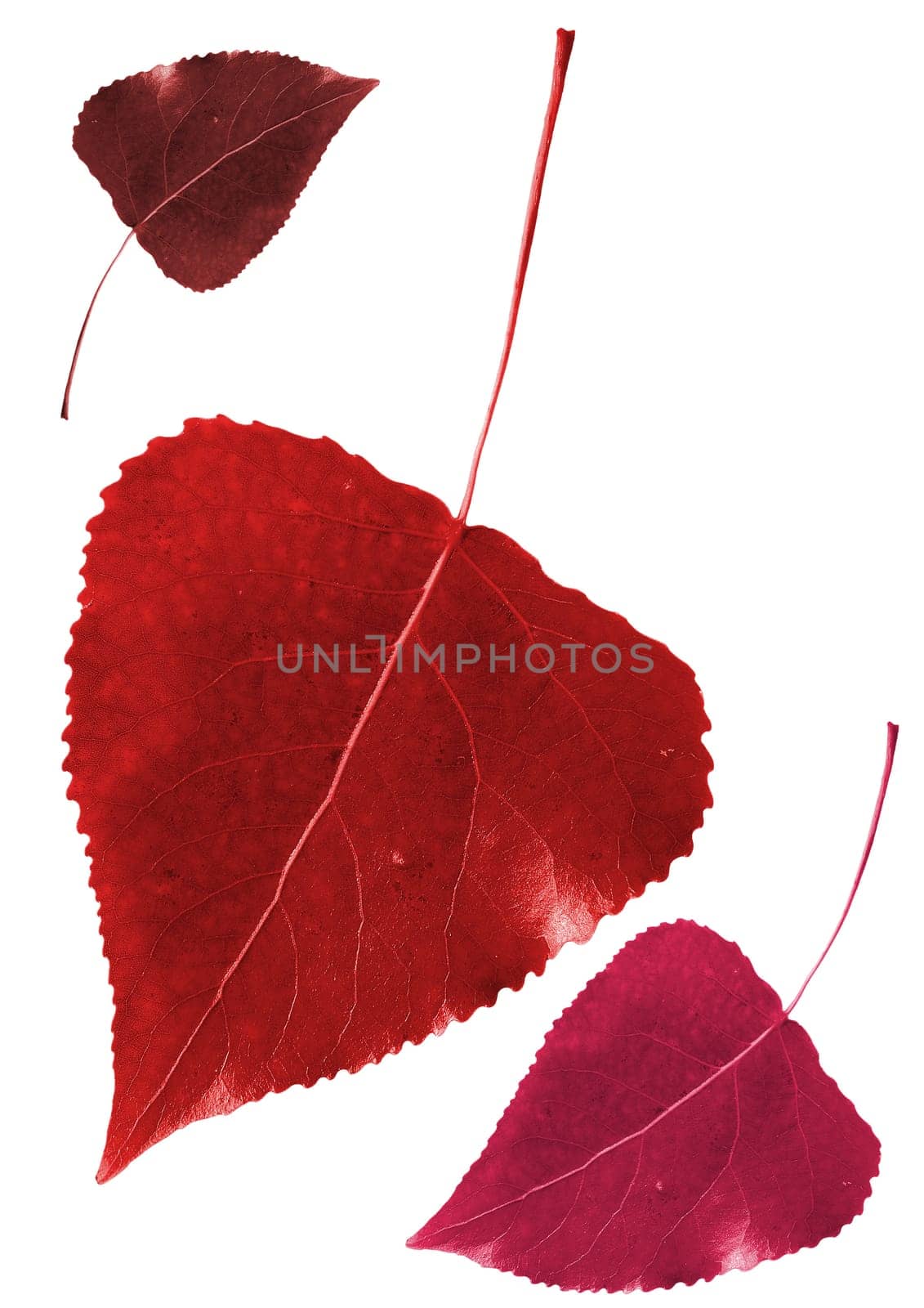 Design Element Leaves - Autumn