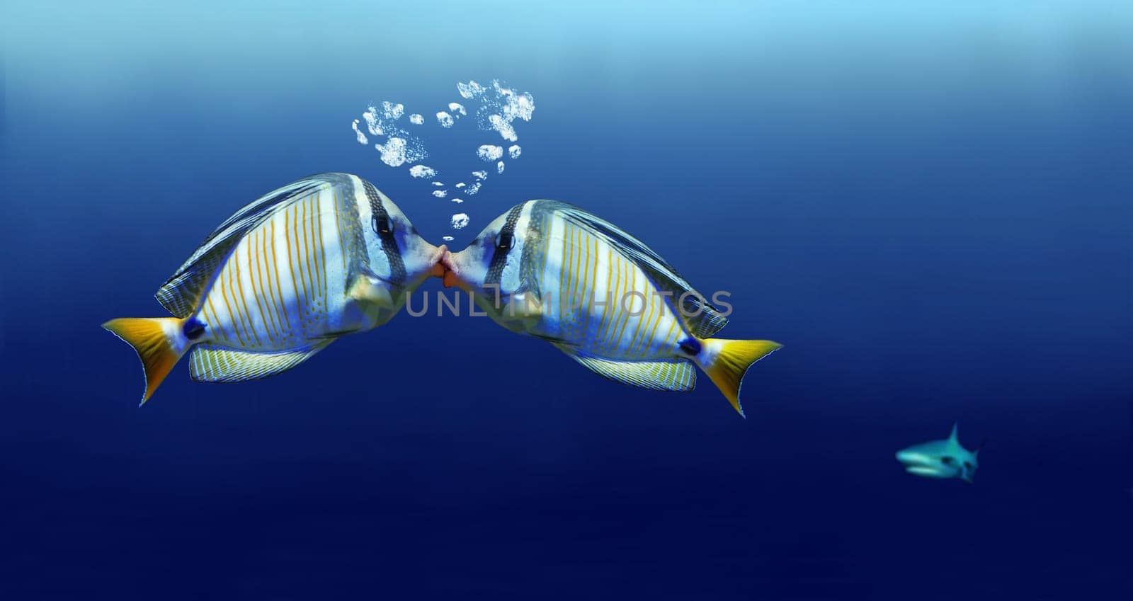 Two surgeon fish kiss each other. In the background a shark comes swimming