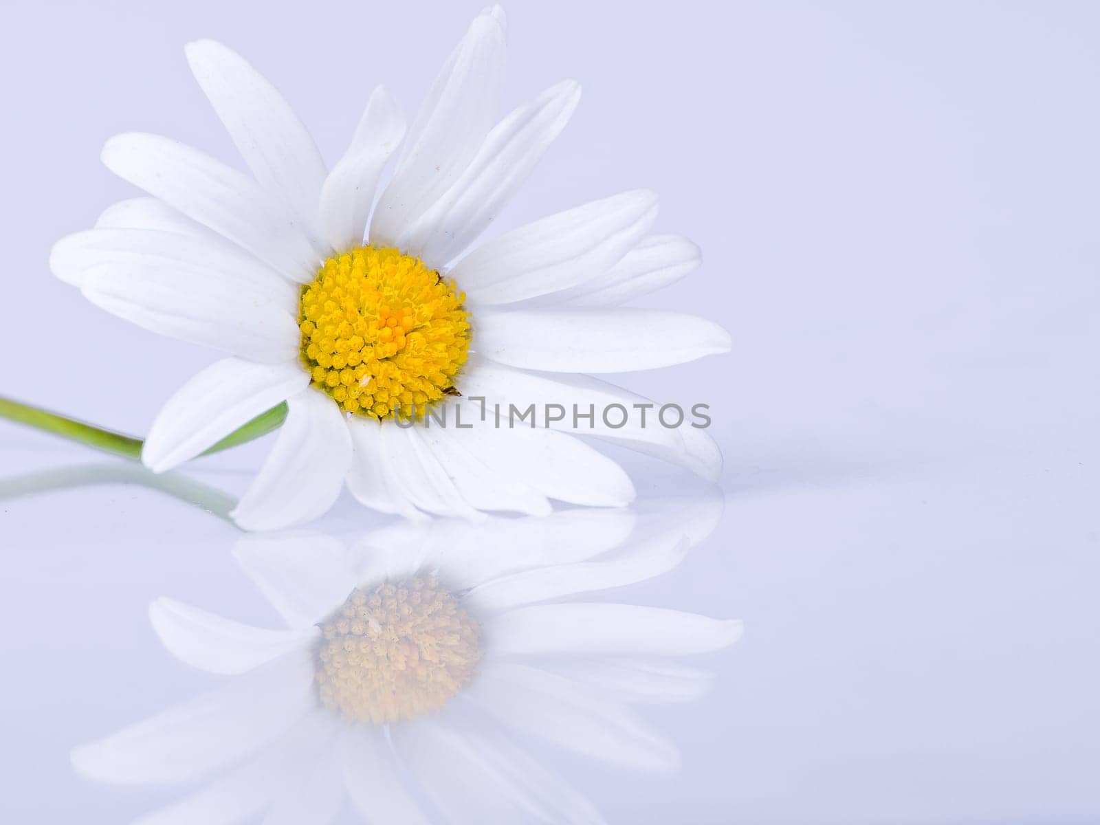 Marguerite