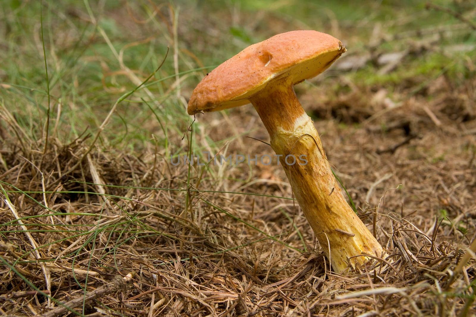 Suillus Grevillei